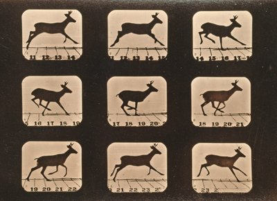 実行中の鹿の画像シーケンス、「Animal Locomotion」シリーズ、c.1881 作： Eadweard Muybridge